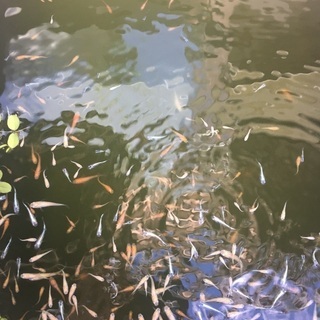 ミックスメダカ、改良メダカ