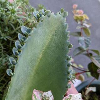 ご利益あり子宝草