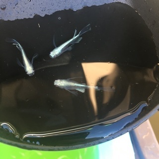 ミックスメダカ、改良メダカの画像