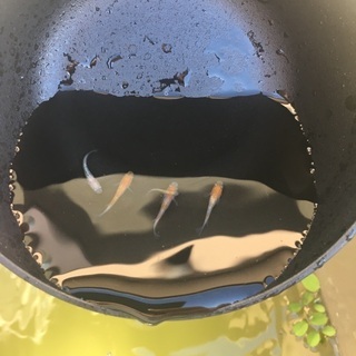 ミックスメダカ、改良メダカの画像