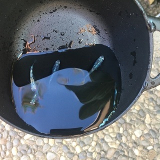 ミックスメダカ、改良メダカの画像