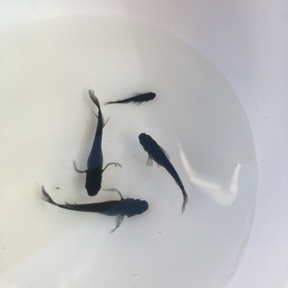 ミックスメダカ、改良メダカの画像