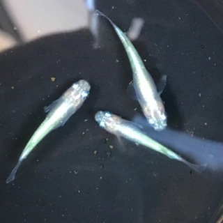 スーパーオパールメダカ　1ペア＋1
