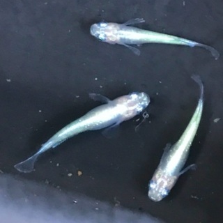 スーパーオパールメダカ　1ペア＋1の画像