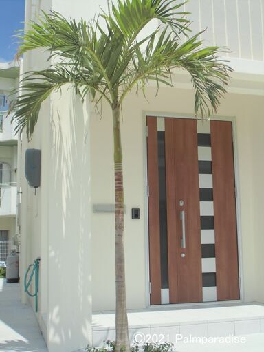 マニラヤシ　小さい苗～2ｍ超えまで③