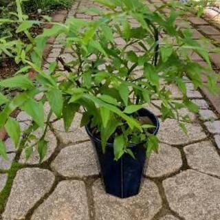 カンキチク(寒喜竹)  観葉植物