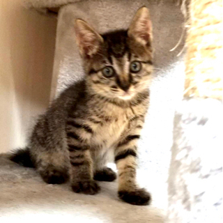 トライアル中　仔猫　キジ猫　メス　1.5ヵ月