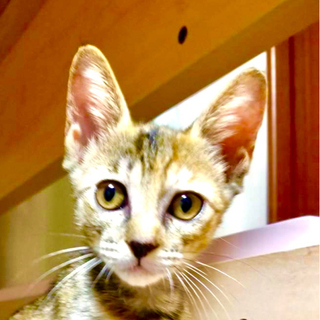 仔猫　2ヵ月　メス