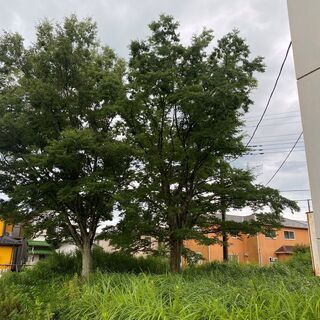 植木伐採のお仕事です。