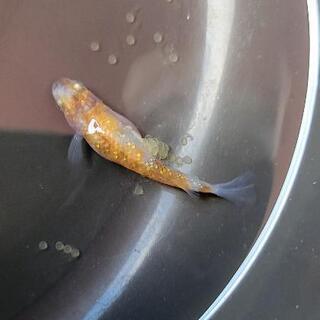 三色ラメ幹之 メス1匹の画像