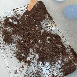 カブトムシ幼虫あげます