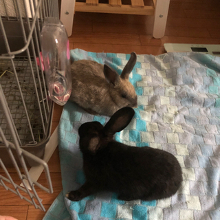 子うさぎ2匹