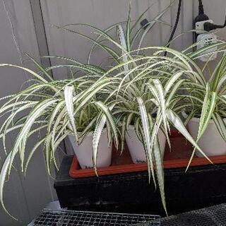 お取引決定！オリヅルラン（鉢植え）