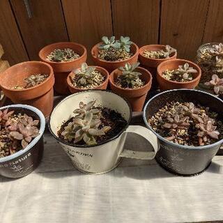 多肉植物