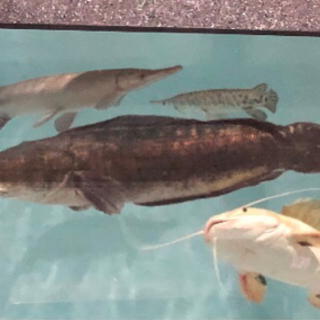 レッドスネーク65センチ　引き取り魚　