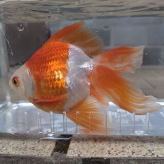 琉金2歳　オスの画像