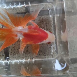 琉金2歳　オスの画像