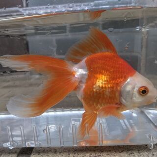 琉金2歳　オスの画像