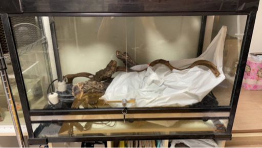 爬虫類飼育セット