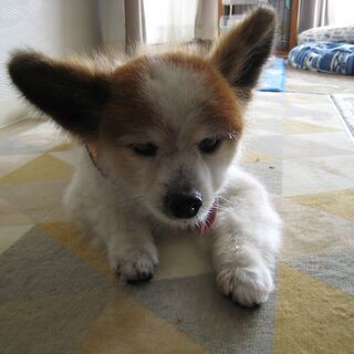 18歳になる愛犬の介護で行き詰っています