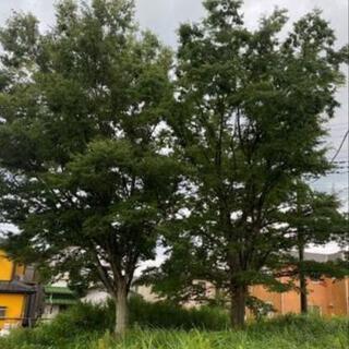 蒔きなどにいかがでしょうか？の画像