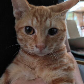 推定3.5ヶ月茶トラ女の子とキジトラ推定1歳母猫