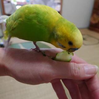 背中が黄色くてお腹が黄緑のセキセイインコが逃げました。