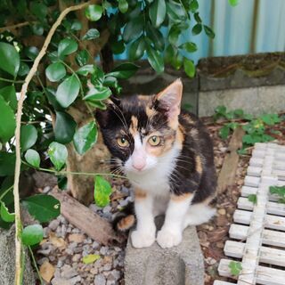 マスクの様な模様が個性的な三毛猫の里親さん募集！