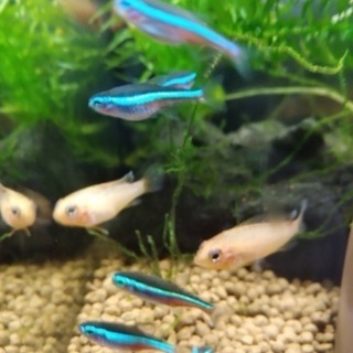 アピストグラマ アガシジィ ファイヤーレッド 3匹