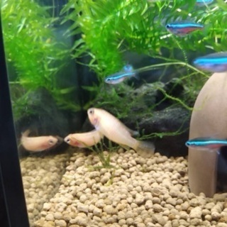 アピストグラマ アガシジィ ファイヤーレッド 3匹の画像