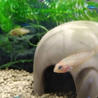 アピストグラマ アガシジィ ファイヤーレッド 3匹の画像