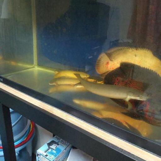 熱帯魚セット