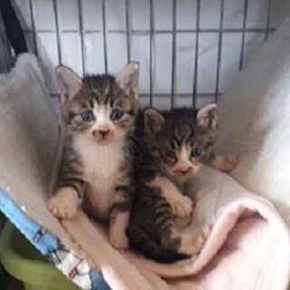 めちゃくちゃに可愛いキジ白赤ちゃん猫！