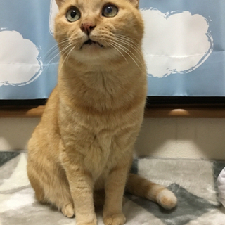 輸血に協力してくださる猫さんを探しています
