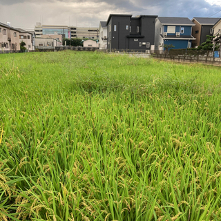 田んぼの草刈り作業交渉中
