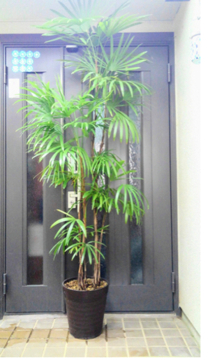 ☆彡 棕櫚竹  シュロチク 6本立  観葉植物 