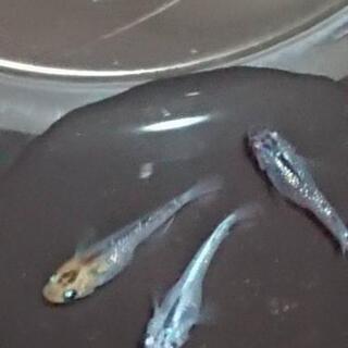 【シルバーウィーク限定】メダカスペシャルセット②