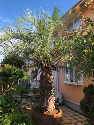 【ココスヤシ】