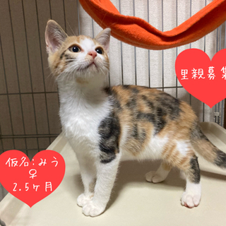 【募集を一時中止します】あざと可愛い！2.5ヶ月の三毛こねこ⭐︎...
