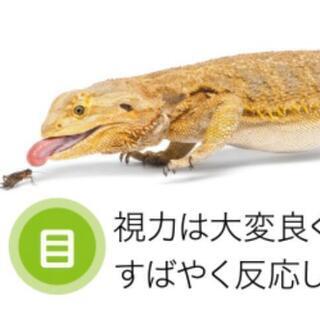 爬虫類ケージ🦎お譲り先様決定致しました🦎
