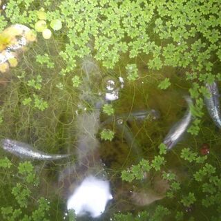 みゆき 銀河メダカ 若魚　5匹　1セット 限定 ちょっといいミッ...