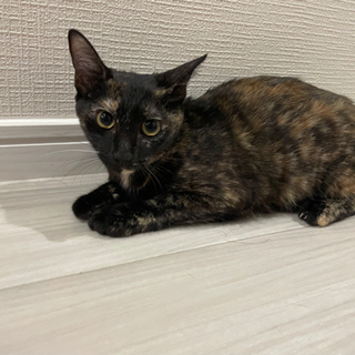 【急募】助けてください。