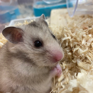 自分の体調理由で飼育が困難になってきました。