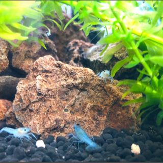 アメリカザリガニ🦞ベビーから飼ってみませんか☺️