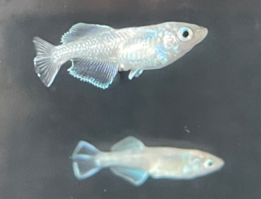 改良メダカ4尾＋1(プラチナブルージェイリアルロングフィン幼魚)