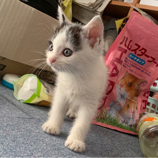 生後1ヶ月程の子猫