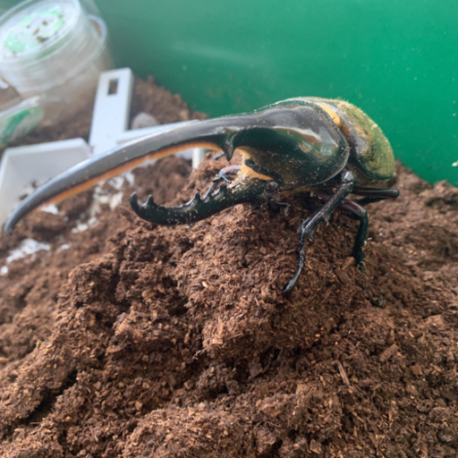 ヘラクレスオオカブト