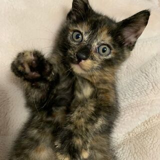 子猫【さび柄】メス★とっても愛らしい2ヶ月の女の子