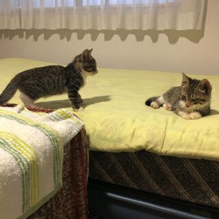 とっても人懐こい子猫兄弟★男の子【キジシロ】2ヶ月半