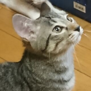 ２匹の子猫&ママ猫の里親募集